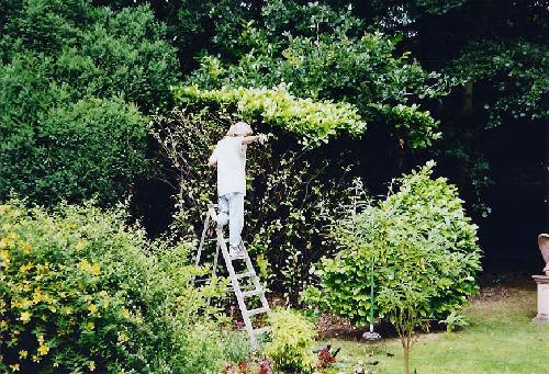 Cutting back one of the Laurels